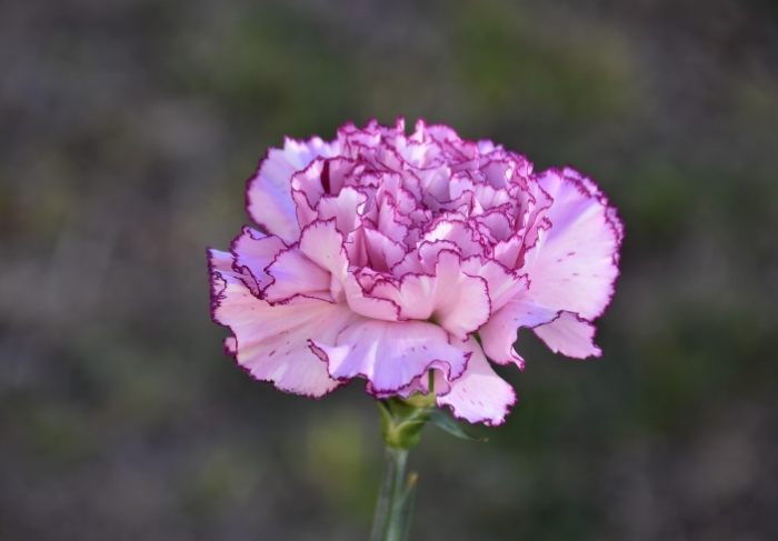 康乃馨種植季節 康乃馨種植季節