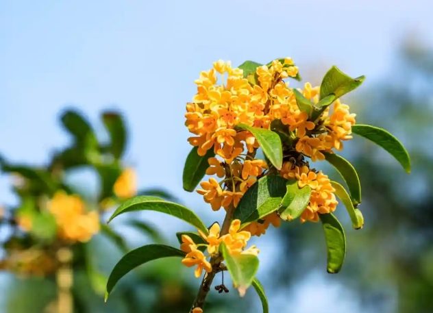 桂花種植澆水指南 桂花種植澆水指南