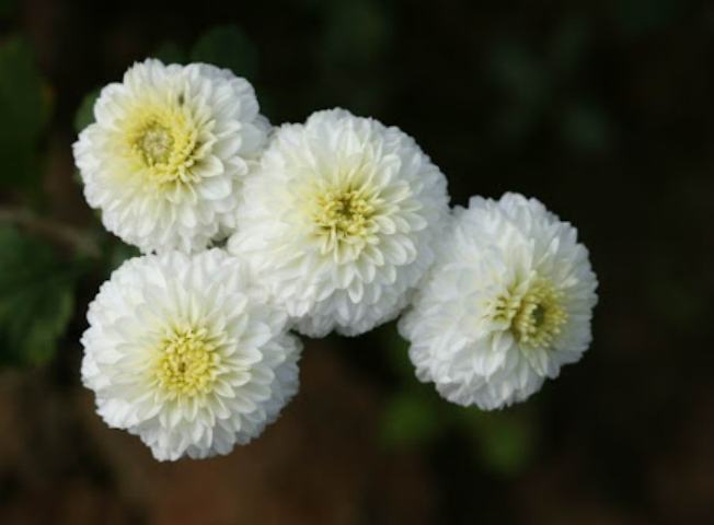 杭菊
