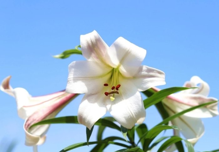 百合花種植時間 百合花種植時間