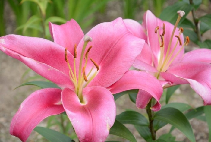 百合花花語的故事