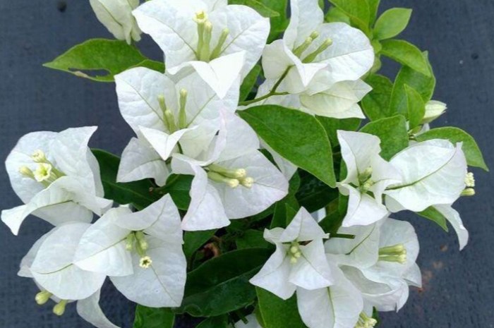 三角梅開花時間