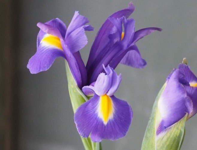鳶尾花 鳶尾花