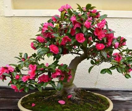 茶花種植環境 茶花種植環境