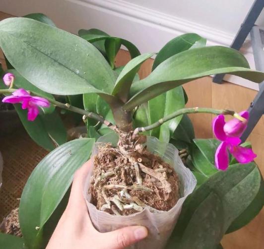 蝴蝶蘭養護