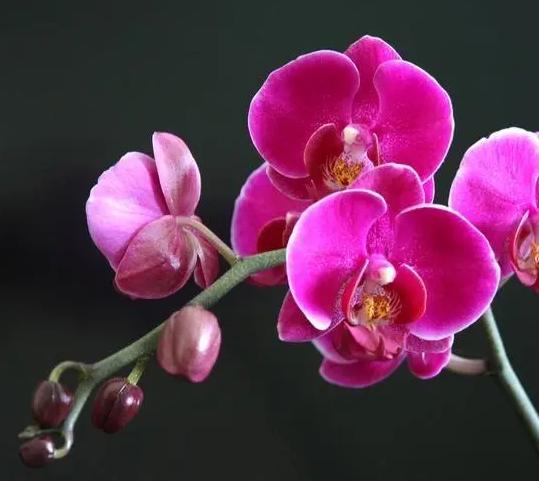 蝴蝶蘭顏色象徵
