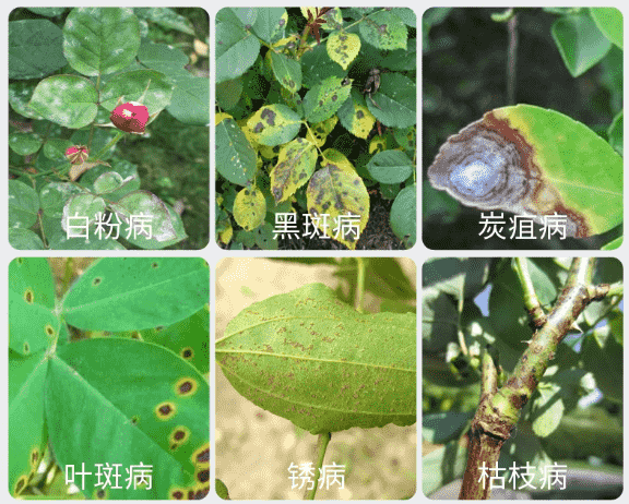 玫瑰花種植技巧
