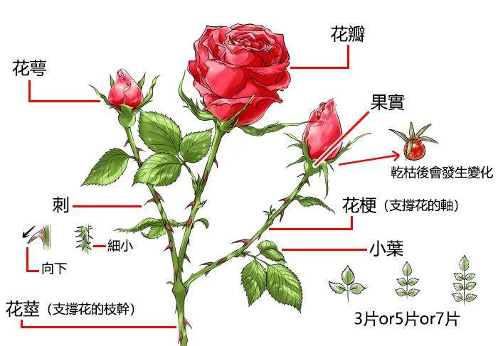 玫瑰花花語 玫瑰花花語