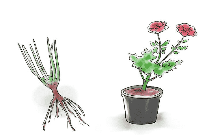 玫瑰花種植 玫瑰花種植