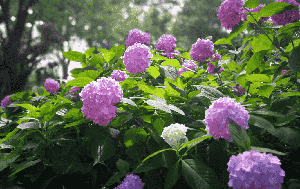 繡球花花語