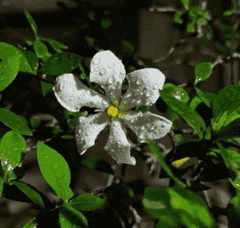 梔子花花期