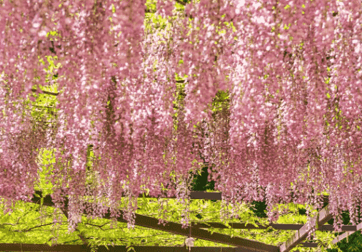 紫藤花寓意