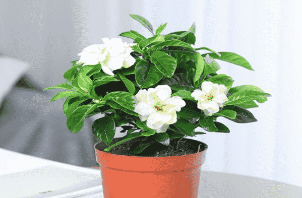梔子花栽種方法