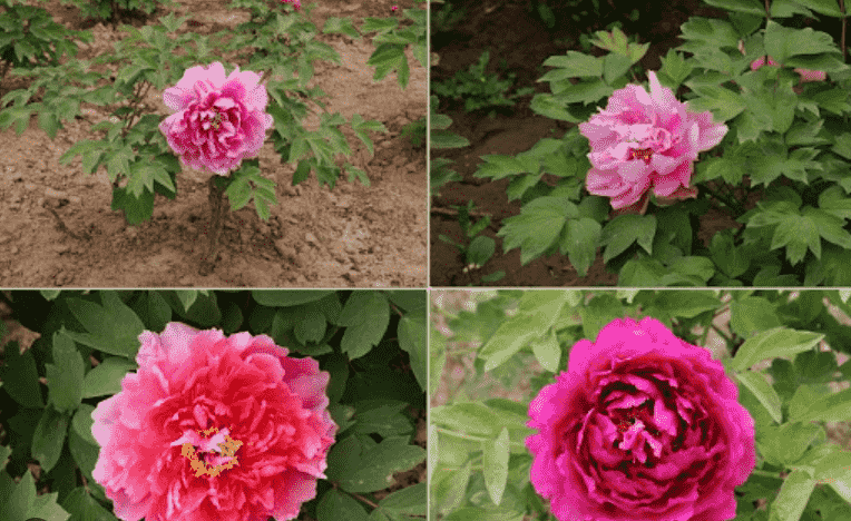 牡丹花花語