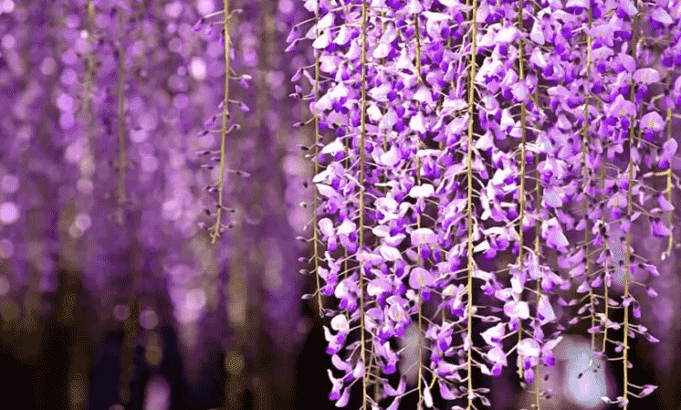 紫藤花寓意 紫藤花寓意