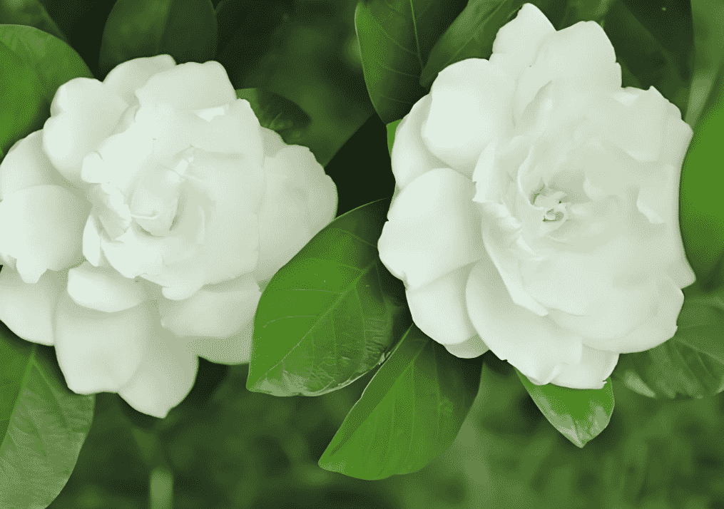 梔子花栽種方法