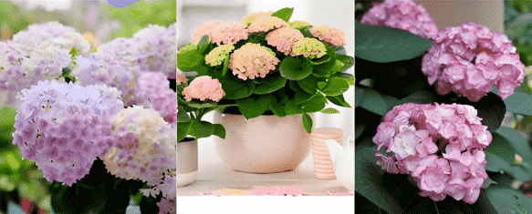 繡球花