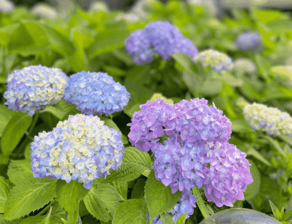 繡球花種植