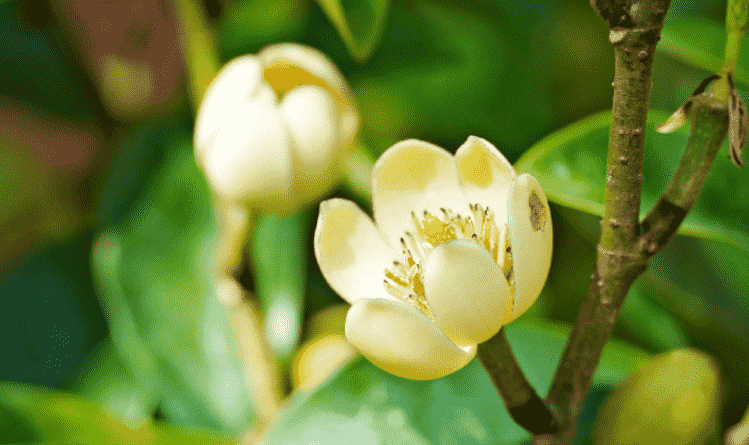 含笑花種植