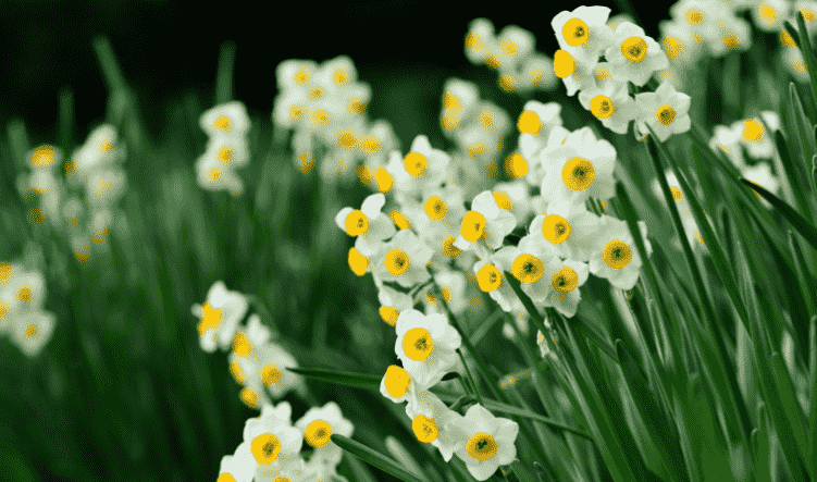 水仙花花語寓意
