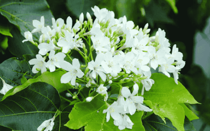 油桐花寓意