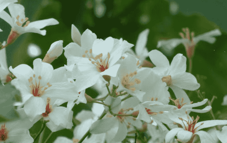 油桐花種植
