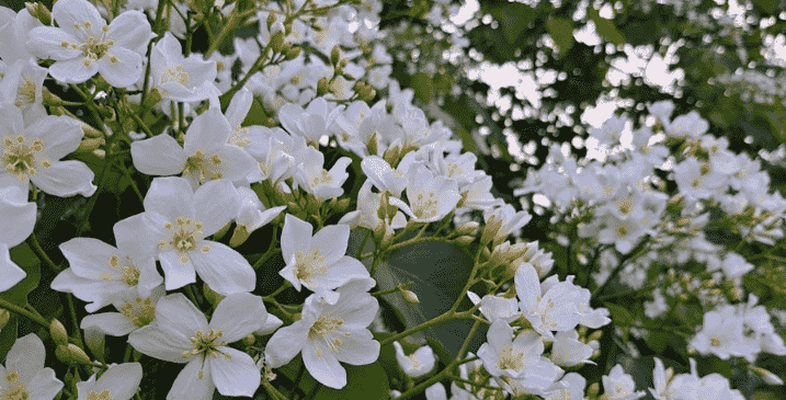 油桐花期與地域差異