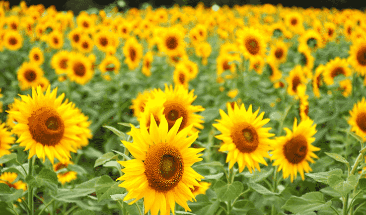 太陽花花語寓意