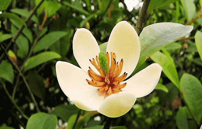 含笑花花語
