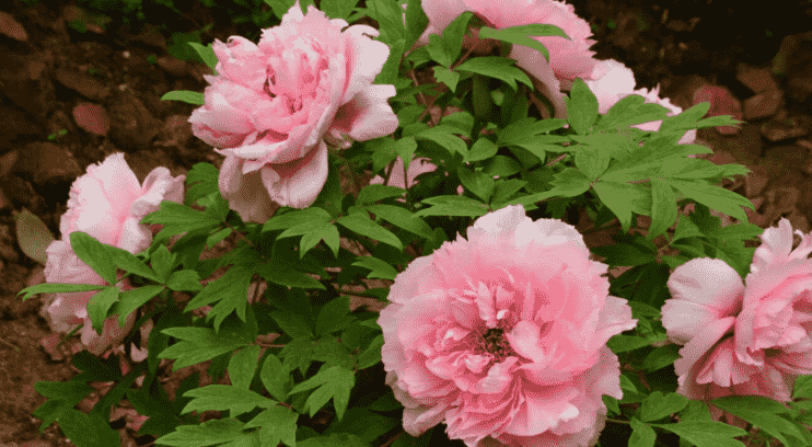 芍藥花種植