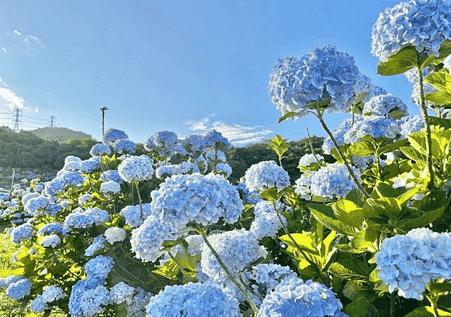 繡球花種植