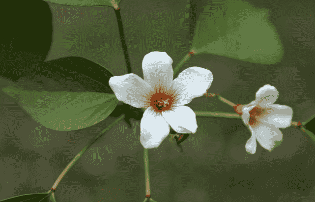 油桐花花期