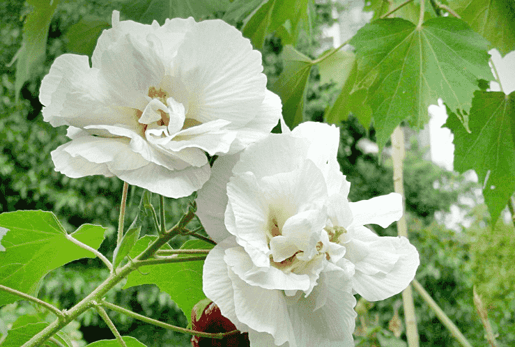 芙蓉花品種