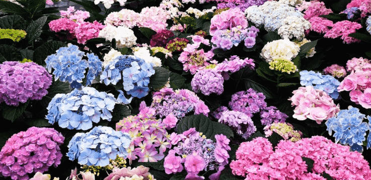 繡球花花語