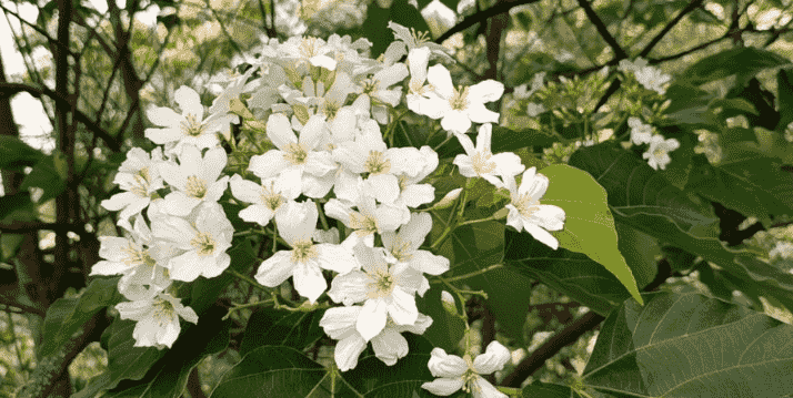 油桐花象征意义