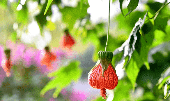 燈籠花花期 燈籠花花期