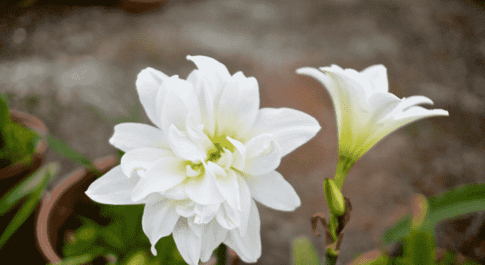 孤挺花種植​