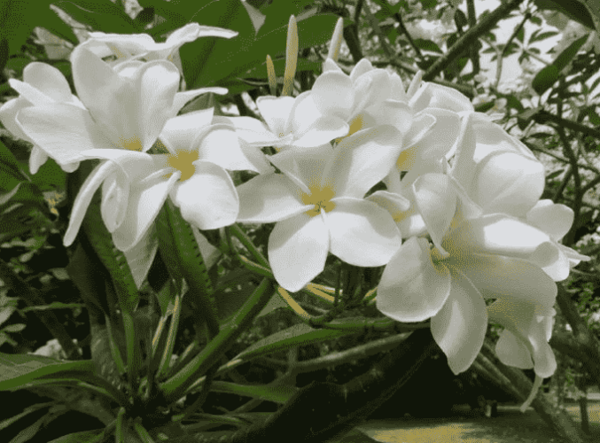 緬梔花花期
