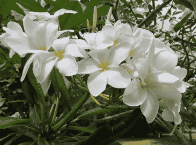 緬梔花花語