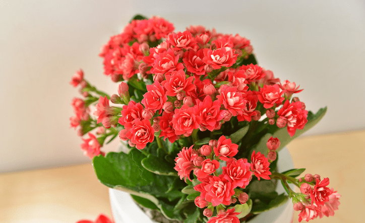長壽花花期護理