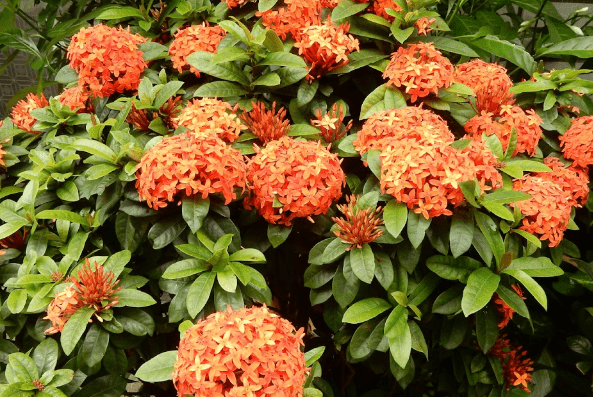 仙丹花​種植