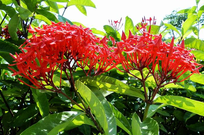 仙丹花​花期