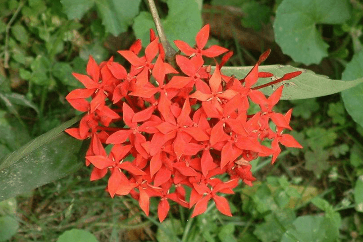 仙丹花花語​