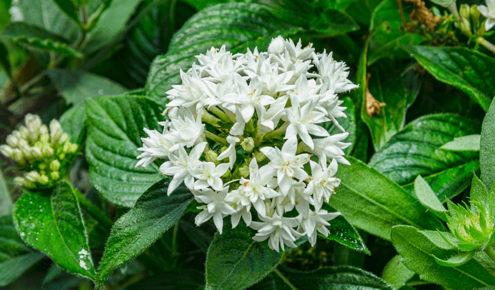 繁星花種植