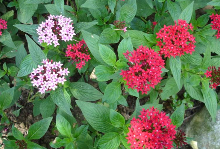 繁星花花語