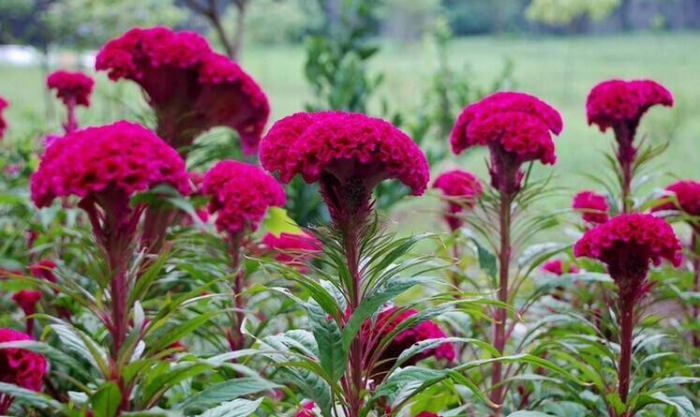 雞冠花花語 雞冠花花語