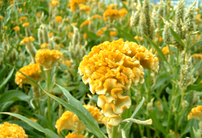 雞冠花花語 雞冠花花語