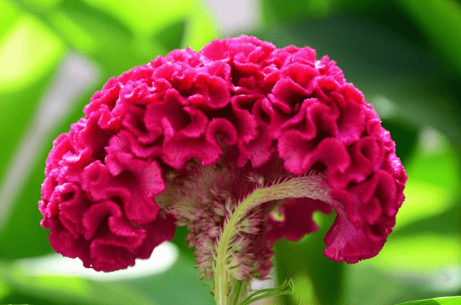 雞冠花花期 雞冠花花期