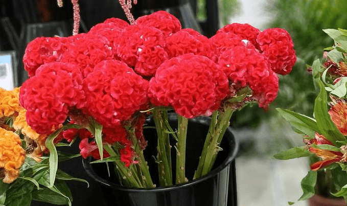 雞冠花種植 雞冠花種植