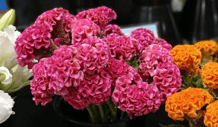 雞冠花功效 雞冠花功效